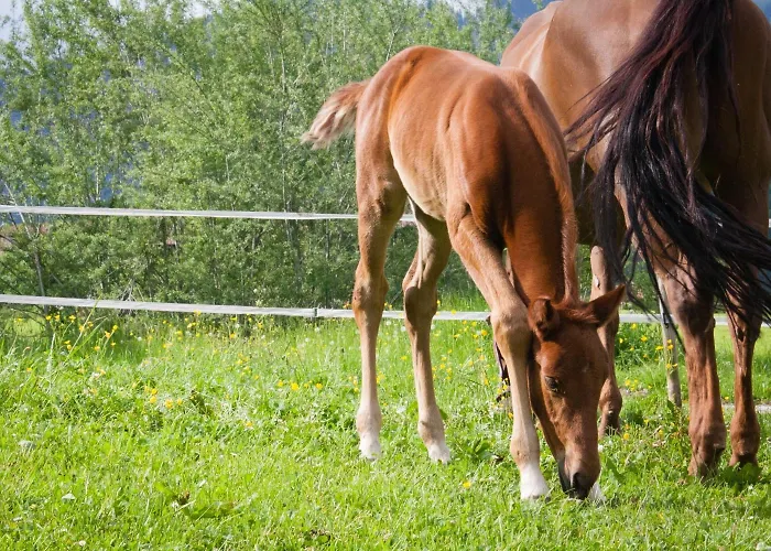 Haflingerhof Hotel 3*